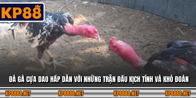Đá gà cựa dao hấp dẫn với những trận đấu kịch tính và khó đoán