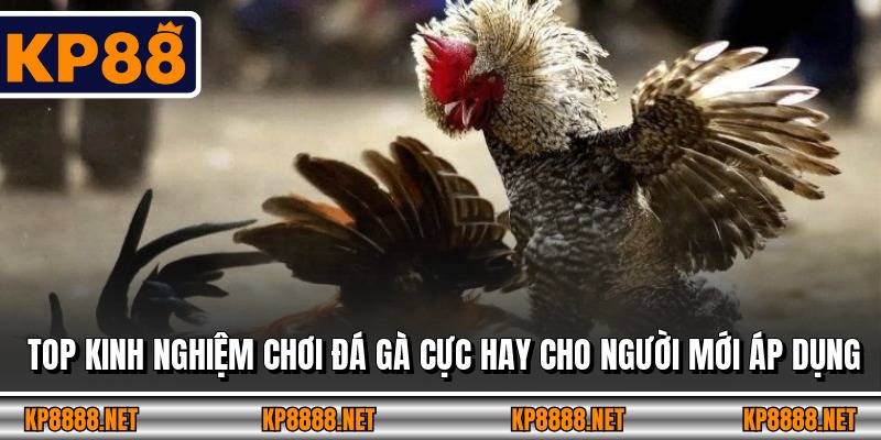 Top kinh nghiệm chơi đá gà cực hay cho người mới áp dụng